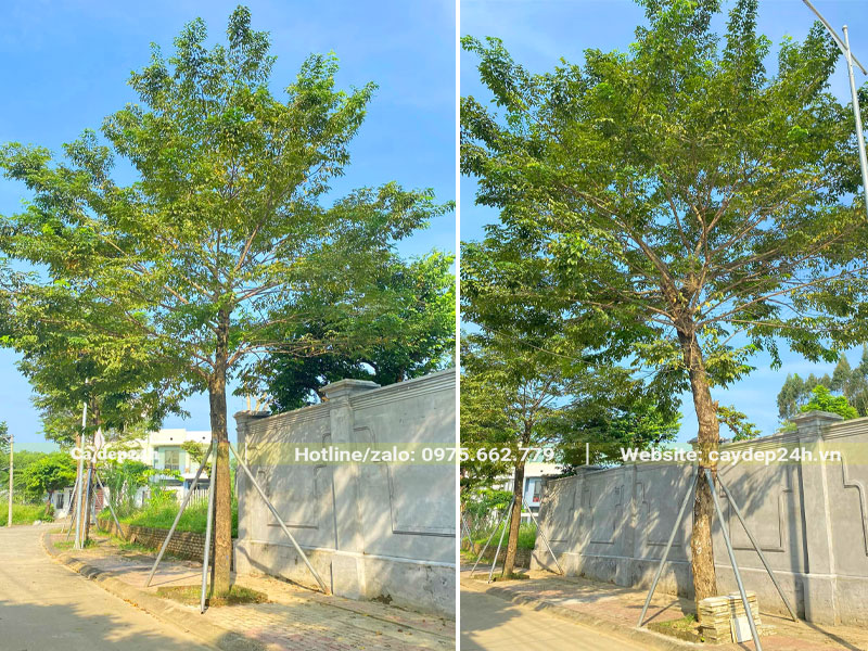 Hàng cây Giáng Hương lâu năm trồng trước cổng nhà