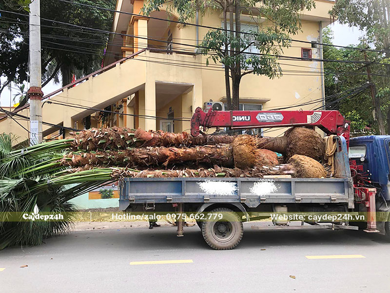Chuyển cây Cọ Trơn trồng tại trường đại học
