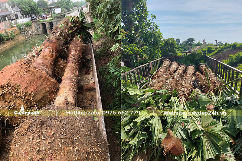 Cây Cọ Trơn lóng cao 2m được xếp lên xe chuyển tới công trình