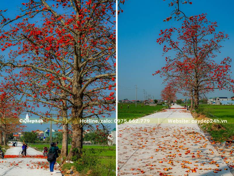 Cây Gạo cổ thụ đang ra hoa đỏ rực