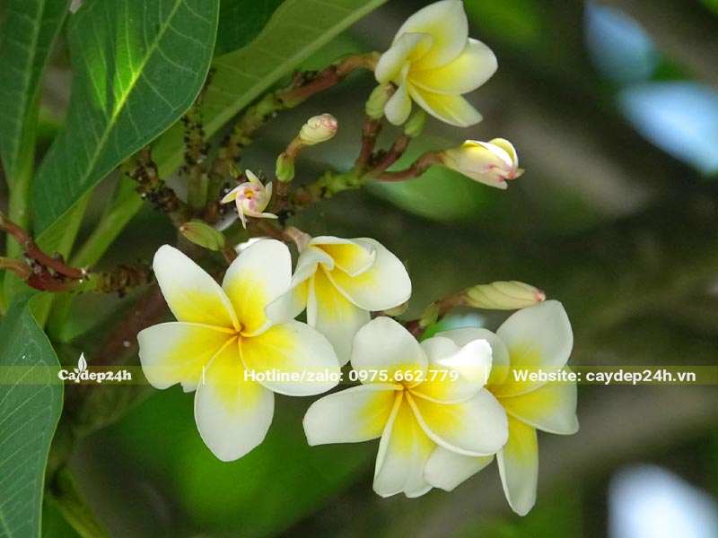 Chùm hoa cây Đại Vàng