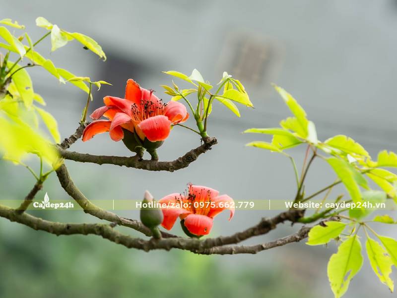 Bông hoa gạo xòe nở, thu hút với màu đỏ cam xinh đẹp