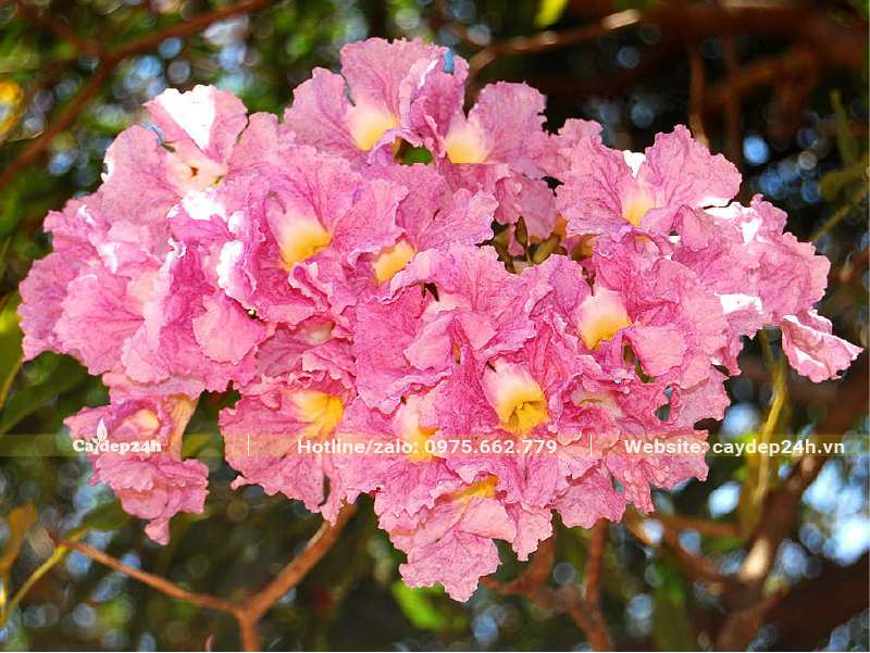 Mùa hoa Kèn Hồng nở rộ, những chùm hoa to với màu hồng rực rỡ