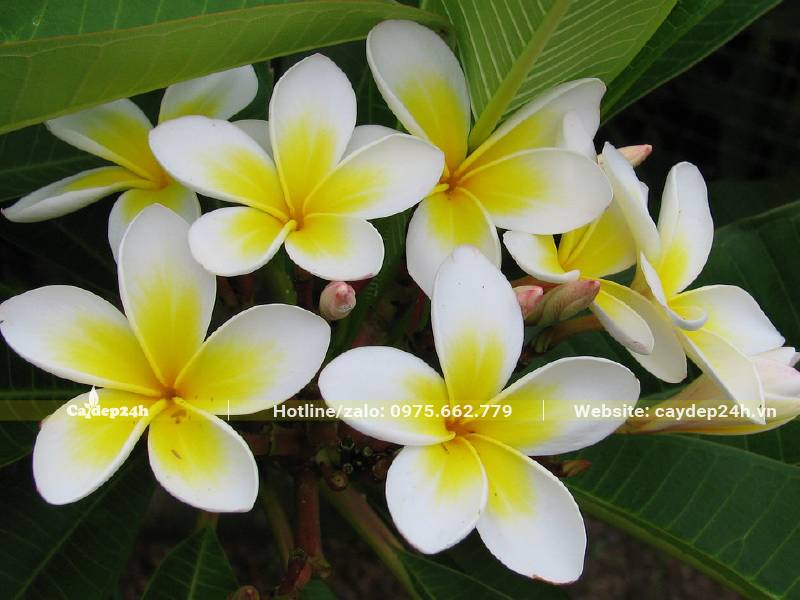 Chùm hoa Đại vàng khoe sắc