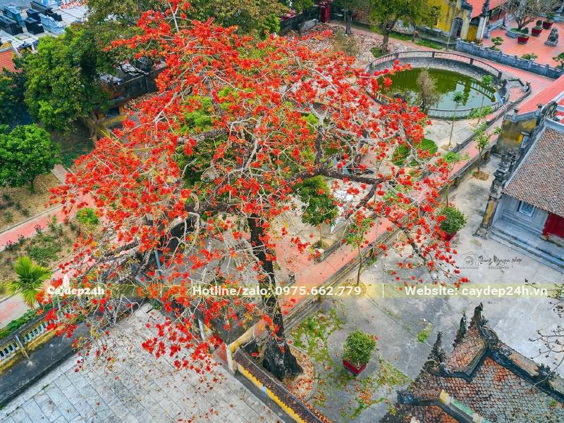 Cây hoa Gạo cổ thụ đỏ rực sắc hoa