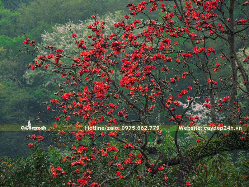 Một cành trên cây hoa Gạo cổ thụ, đỏ rực chỉ toàn là hoa