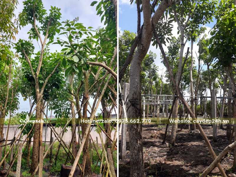 Cây Kèn Hồng lâu năm, vỏ thân có vẻ xù xì, cổ kính