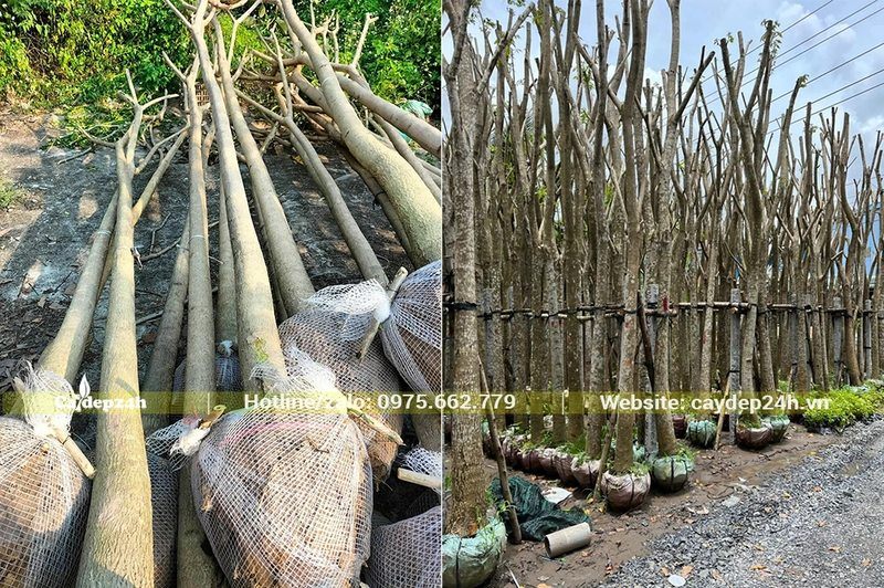 Cây hoa Kèn Hồng đánh thẳng và dâm ủ, đều là cây lâu năm, cao lớn