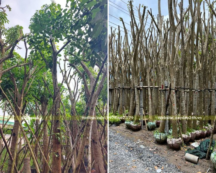 Cây hoa công trình Kèn Hồng trưởng thành, tỉa hết tai cành, dâm ủ nguyên bầu