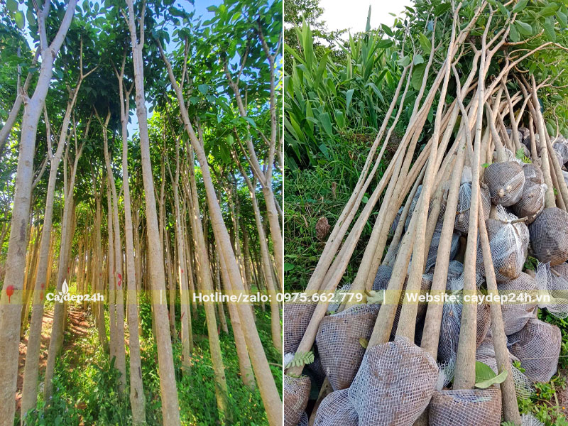 Bứng nóng số lượng lớn cây hoa Kèn Hồng chiều cao 4m, vanh 20 - 30