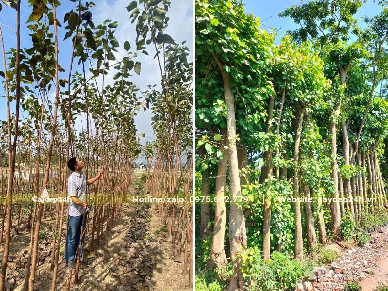 Chọn lọc Cây Bồ Đề công trình, loại bỏ những cây kém chất lượng