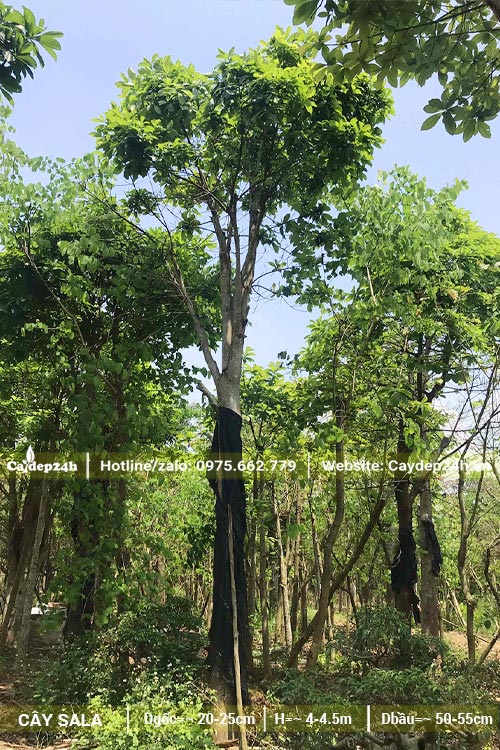 Vườn dâm ủ cây Tha La công trình cao 4,5m