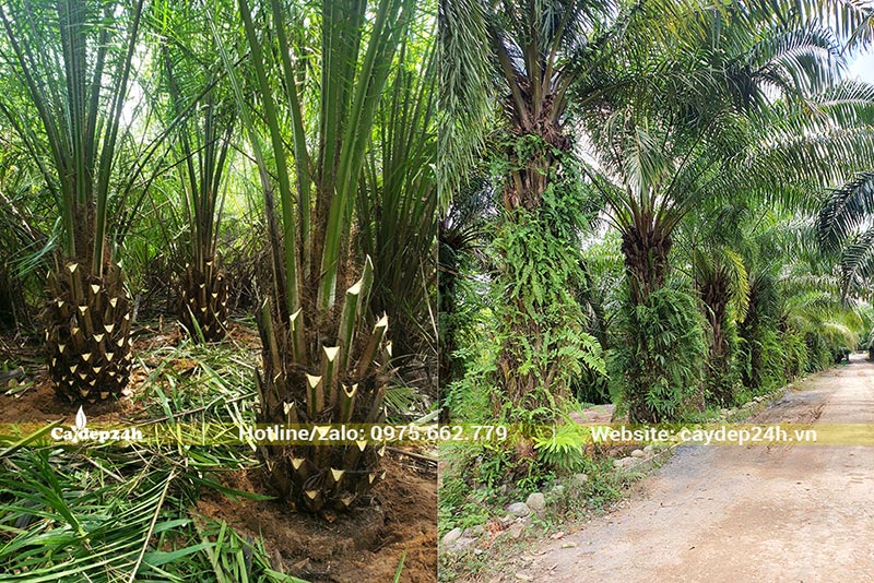 Làm cỏ, tỉa cành, vun xới cho cây cọ dầu