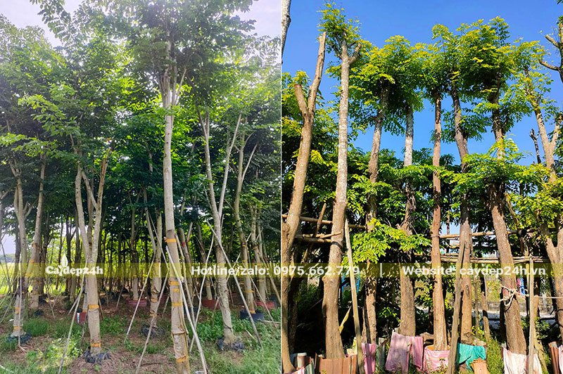Vườn trồng và chăm sóc cây Giáng Hương công trình đường kính 15cm