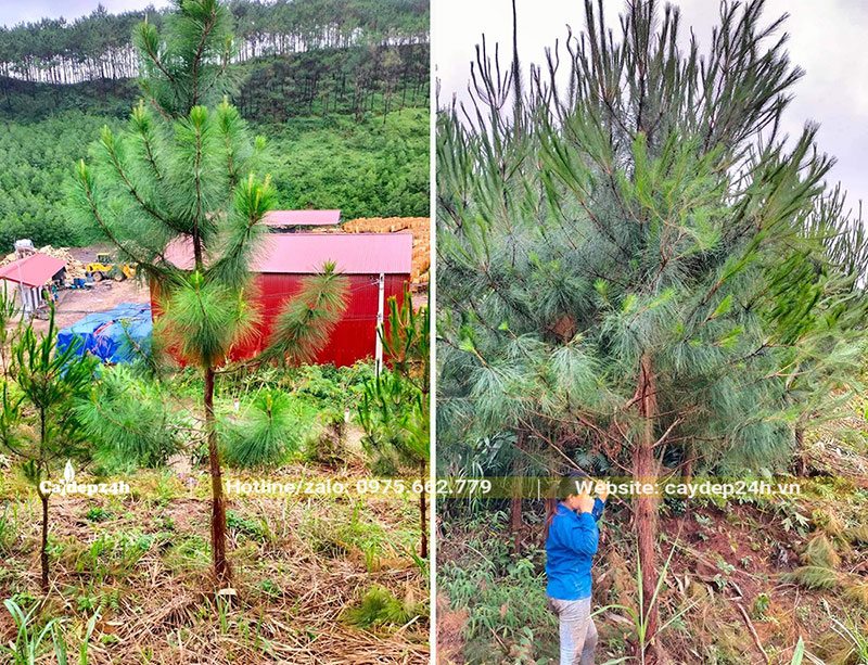 Cây giống Thông Mã Vĩ đến cây trưởng thành, đường kính gốc lớn