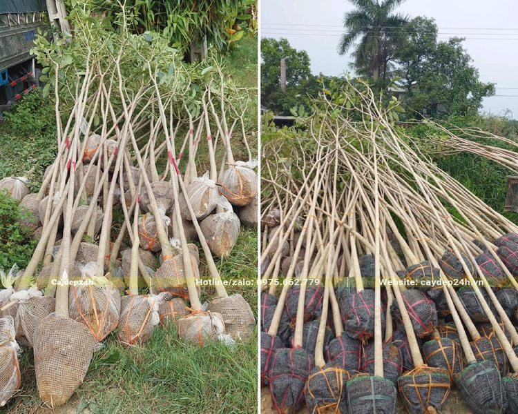 Kèn Hồng đánh thẳng, đã bọc bầu cẩn thận