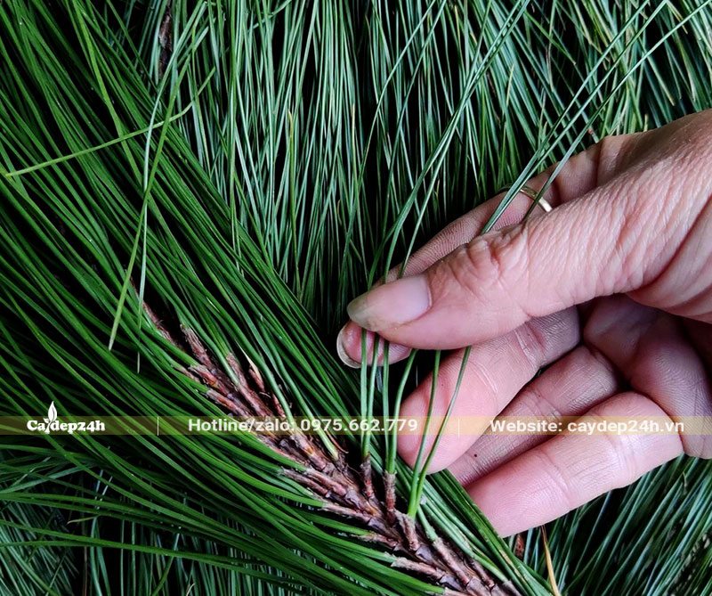 Hình ảnh lá của cây Thông Mã Vĩ