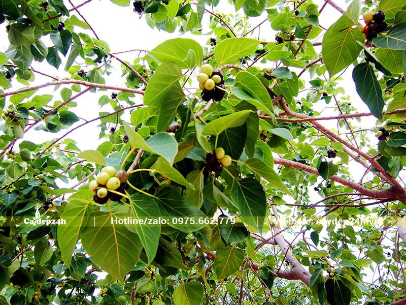 Quả cây Bồ Đề hình cầu khi chín tự dụng, có khả năng tái sinh tốt