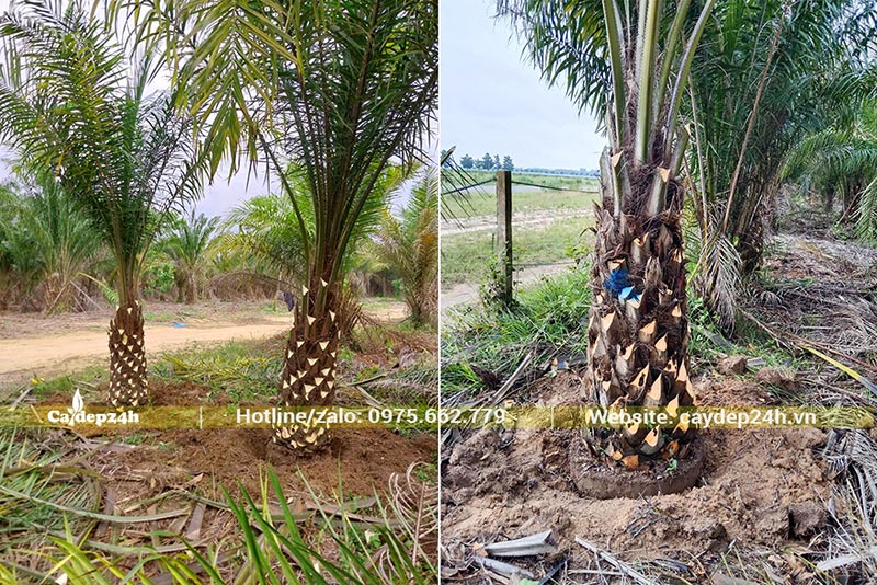 Vườn cây cọ dầu đánh thẳng, lóng thân cao 1m