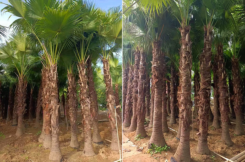 Cọ Da Trơn dâm ủ kỹ, đã dưỡng lâu năm, thân thẳng đẹp