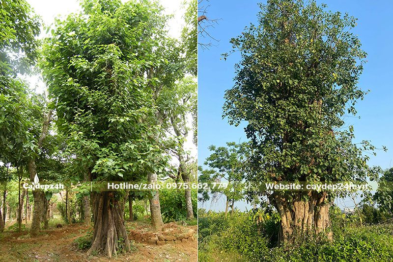 Bồ Đề cổ thụ, vanh lớn từ 200 - 300cm
