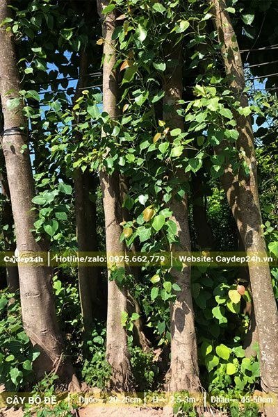Những hàng cây Bồ Đề công trình trưởng thành