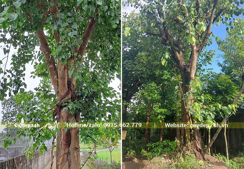 Những gốc Bồ Đề đường kính lớn, đánh thẳng tại vườn