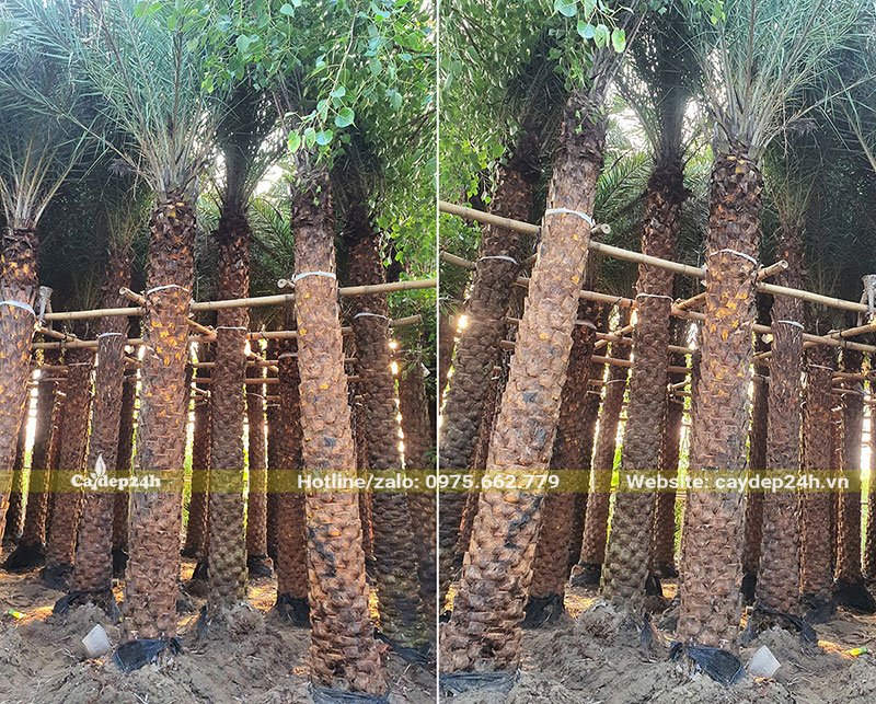 Dâm ủ cây Chà Là Trung Đông đường kính 30cm