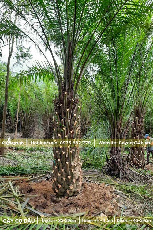 Bứng bầu cây Cọ Dầu lóng cao 1m