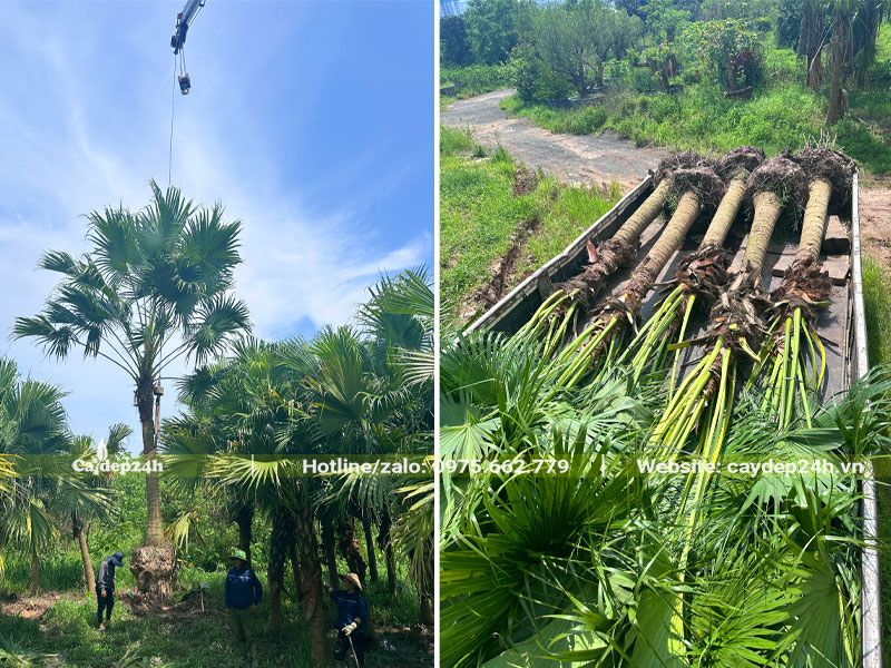 Bứng nóng số lượng lớn cây cọ trơn công trình lóng cao hơn 2m