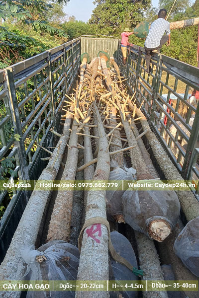 Số lượng lớn cây hoa Gạo đánh thẳng xếp trên thùng xe đầu kéo, đk gốc đồng đều từ 20 - 25cm