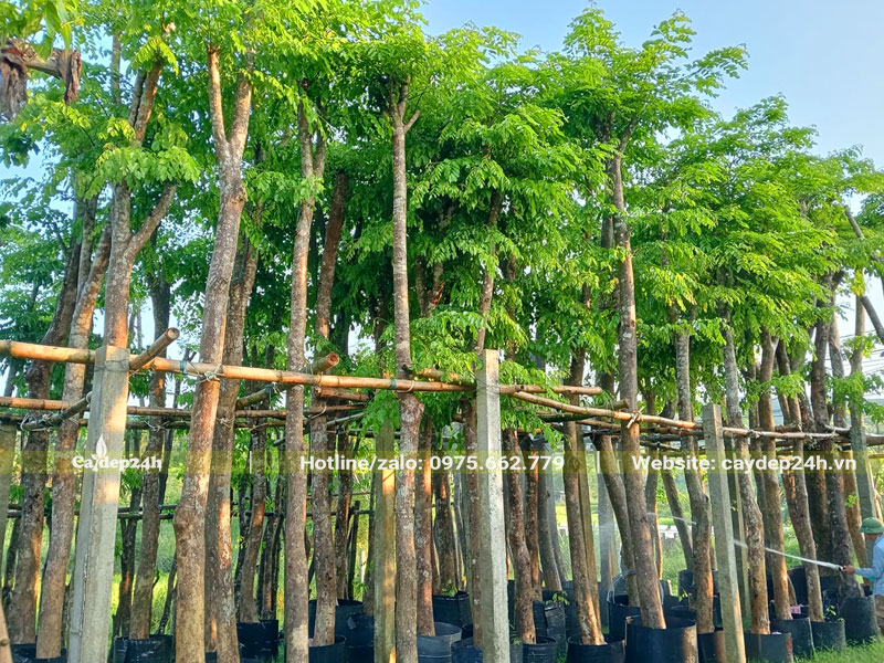Vườn dâm ủ cây Giáng Hương công trình đường kính gốc 10 - 13cm