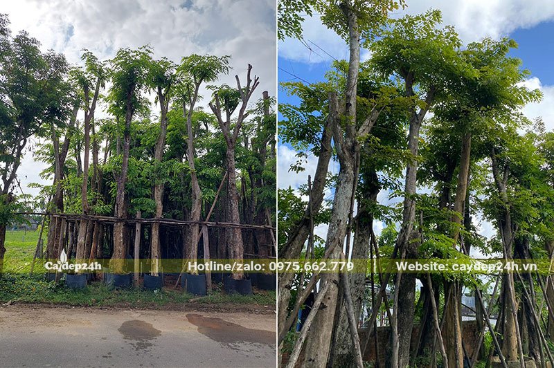 Khách hàng xem và chọn Giáng Hương ngay tại vườn