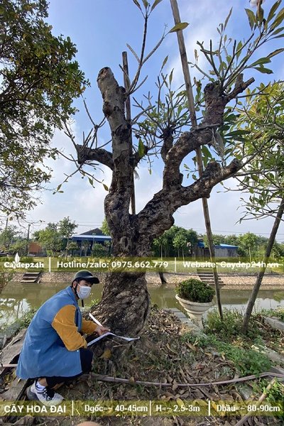 Mua cây hoa Đại cổ thụ cao 2.5m đk gốc 40