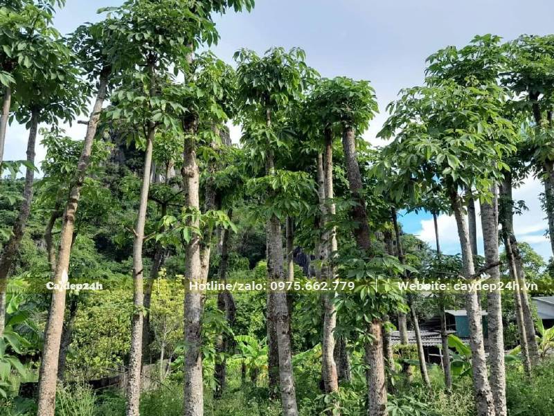 Cây hoa Gạo dâm ủ đang bắt đầu phát triển bộ tán mới