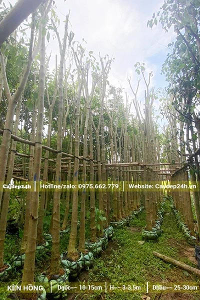 Kèn Hồng công trình cao 4m, đk 10 - 15cm