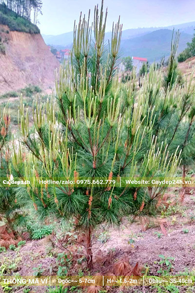 Rừng trồng Thông Mã Vĩ công trình, cao 2m, đk gốc 5 - 7cm