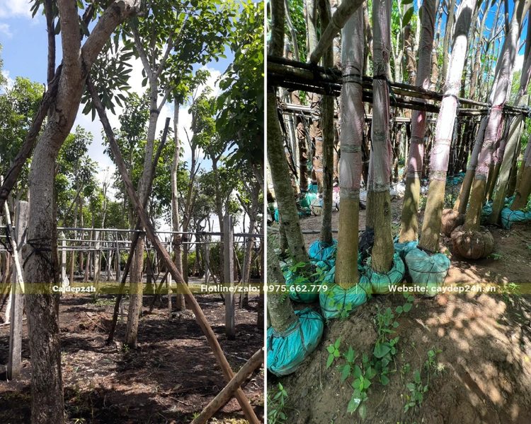 Hàng trăm cây Chuông Hồng đk 15cm được dâm ủ tại nhà vườn