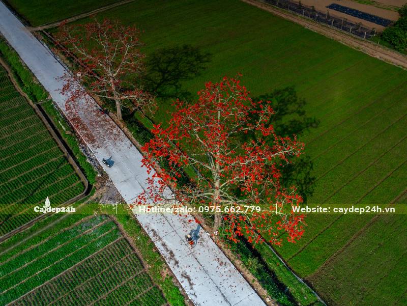 Hàng cây Gạo trồng giữa cánh đồng vào mùa hoa nở đỏ rực cả góc trời