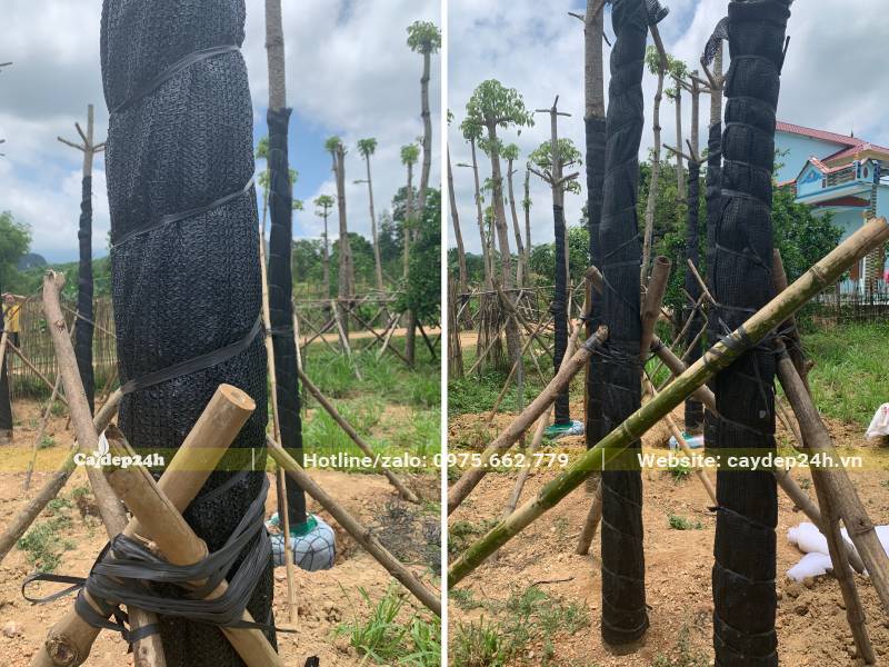 Cây Gạo mới trồng được chống bằng cọc tre chắc chắn