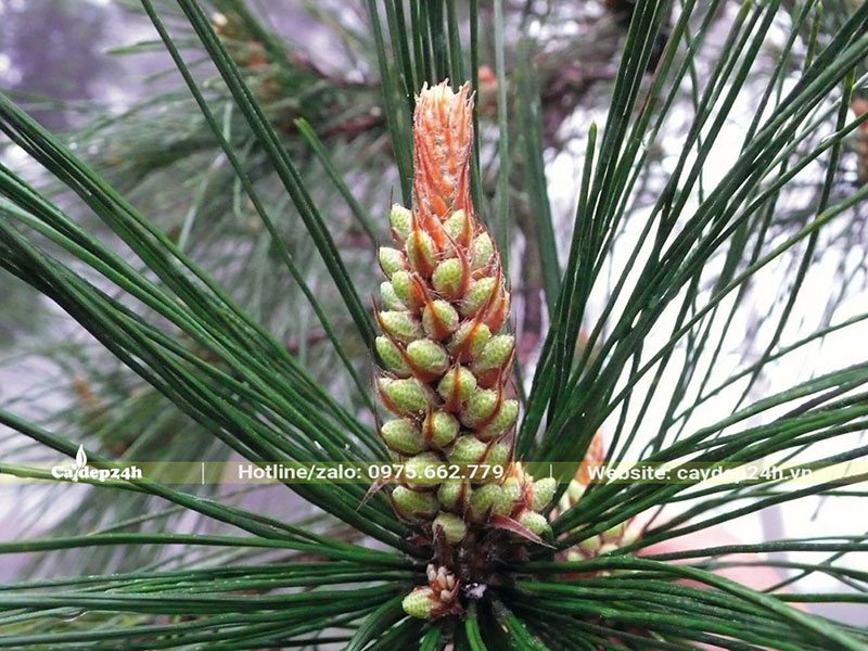Nón hoa và lá của cây Thông Mã Vĩ