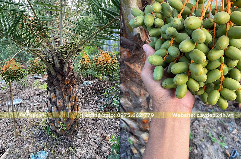 Chùm quả Chà Là Trung Đông vỏ vẫn còn xanh