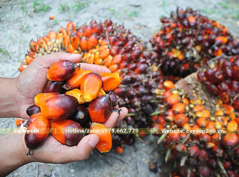 Quả cây Cọ Dầu có màu cam và nâu bắt mắt