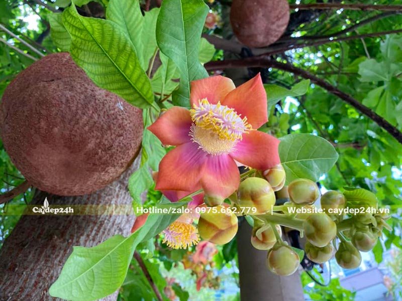 Chùm quả Sala to tròn, màu nâu đậm