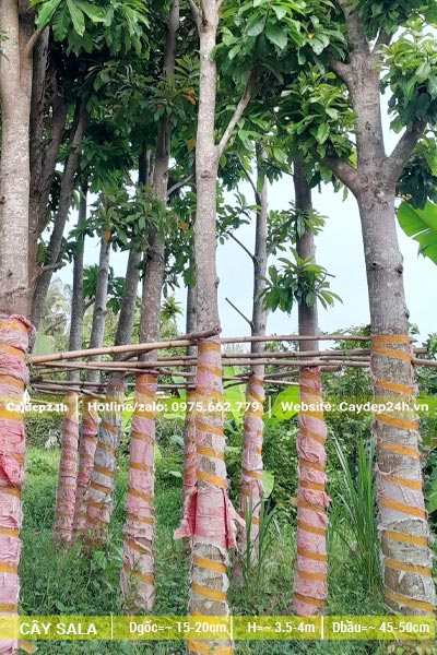 Những cây Sala công trình đk gốc ~20cm được đỡ bằng giàn cọc tre