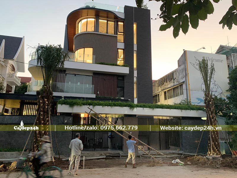 Trồng hai cây Cọ Dầu trước nhà