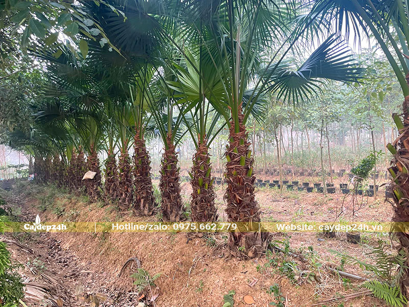 Lóng thân cao 1m, cây trồng thành hàng dài