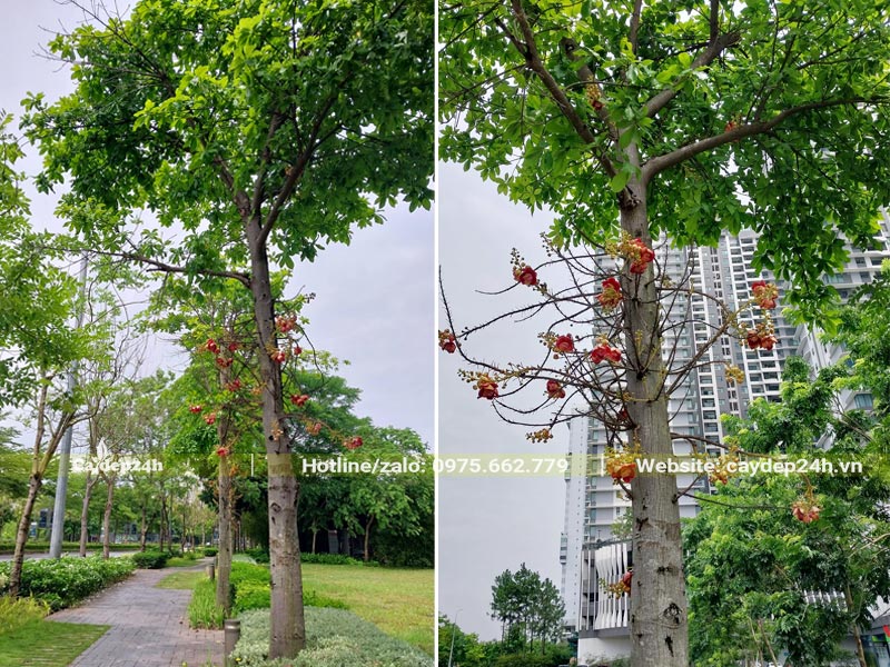 Hình ảnh hàng cây Sala công trình tán lớn trồng ven lối đi của một khu đô thị