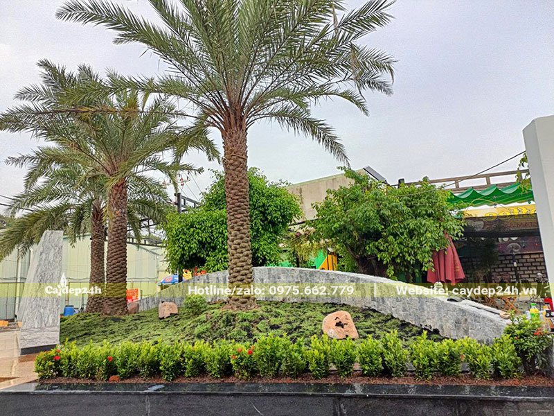 Chà Là trồng trong sân vườn biệt thự, tại vị trí tiểu cảnh đẹp