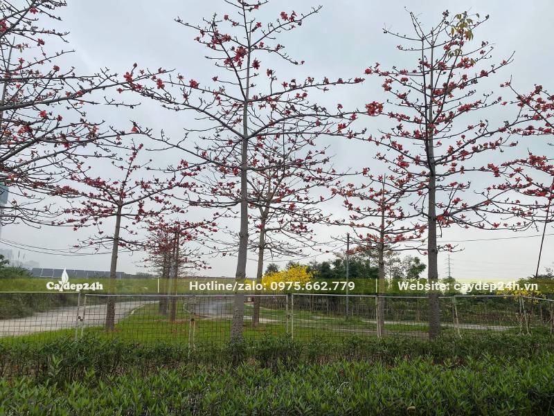 Dọc theo những cung đường trong khu đô thị là những hàng cây hoa Gạo lâu năm đang nở hoa rực rỡ